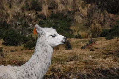 Machu Picchu — 2 September 2007