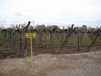 Mendoza — 16 September 2007