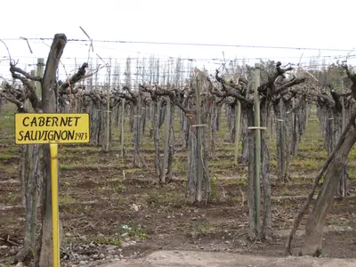 Mendoza — 16 September 2007