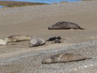 Puerto Madryn — 24 September 2007