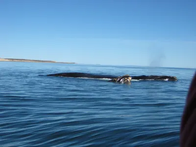 Puerto Madryn — 24 September 2007