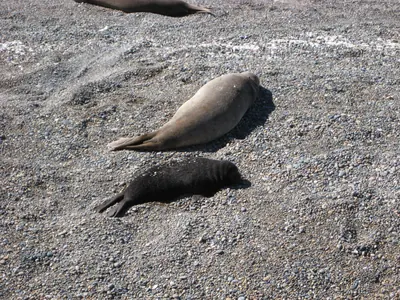 Puerto Madryn — 24 September 2007