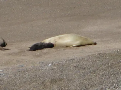 Puerto Madryn — 24 September 2007