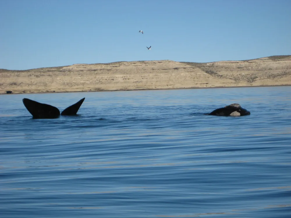 Puerto Madryn — 24 September 2007