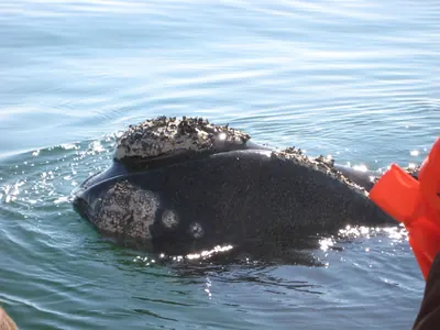 Puerto Madryn — 24 September 2007