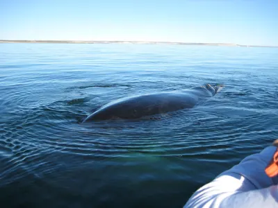 Puerto Madryn — 24 September 2007