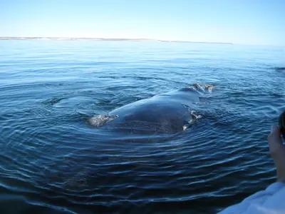 Puerto Madryn — 24 September 2007