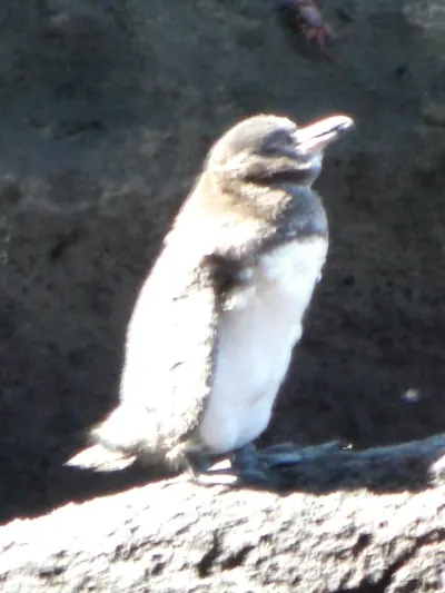 The Galápagos Islands — 5 May 2007