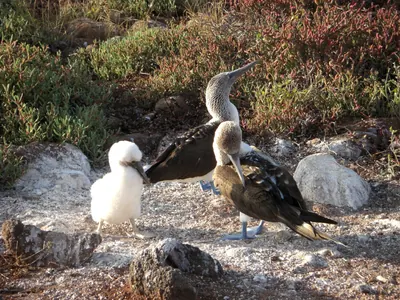 The Galápagos Islands — 6 May 2007