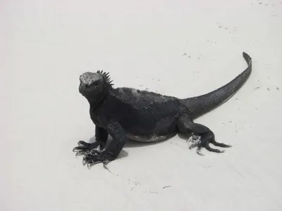 The Galápagos Islands — 7 May 2007