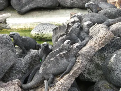 Isabela, Galápagos — 12 May 2007