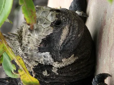 Isabela, Galápagos — 13 May 2007