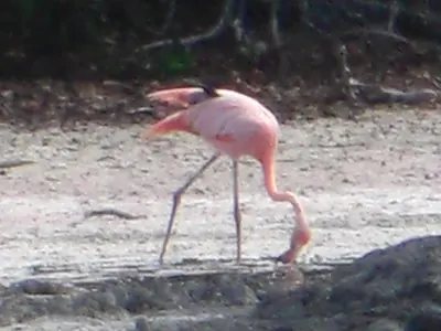Isabela, Galápagos — 14 May 2007