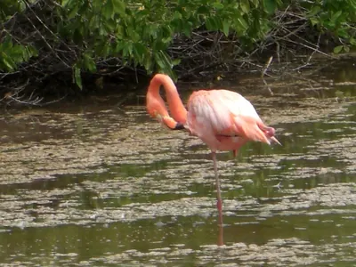 Isabela, Galápagos — 14 May 2007