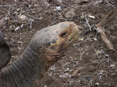 Santa Cruz, Galápagos — 16 May 2007