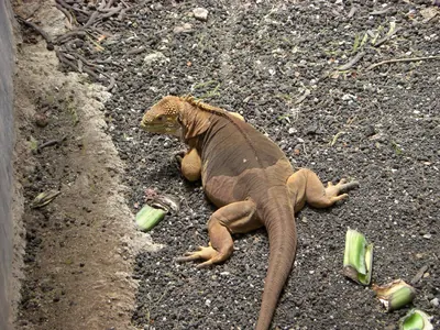 Santa Cruz, Galápagos — 17 May 2007