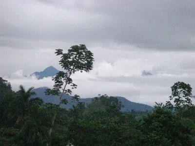 Manú jungle — 28 May 2007