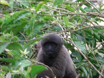 Manú jungle — 29 May 2007