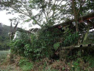 Manú jungle — 29 May 2007