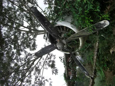 Manú jungle — 29 May 2007