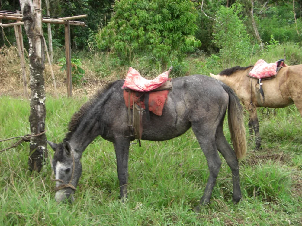 Manú jungle — 29 May 2007