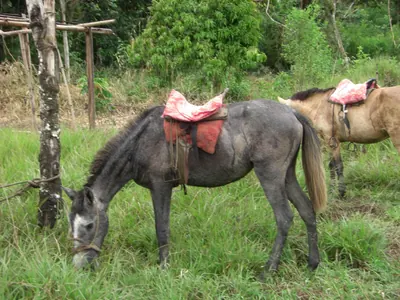 Manú jungle — 29 May 2007