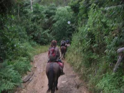 Manú jungle — 29 May 2007