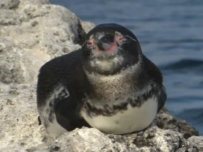 The Galápagos Islands — 5 May 2007