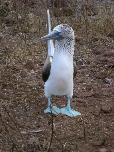 The Galápagos Islands — 6 May 2007