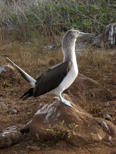 The Galápagos Islands — 6 May 2007