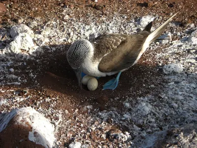 The Galápagos Islands — 6 May 2007