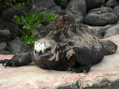Isabela, Galápagos — 12 May 2007