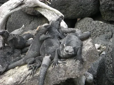 Isabela, Galápagos — 12 May 2007