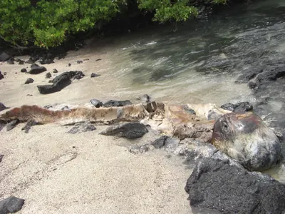 Isabela, Galápagos — 13 May 2007