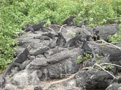 Isabela, Galápagos — 13 May 2007