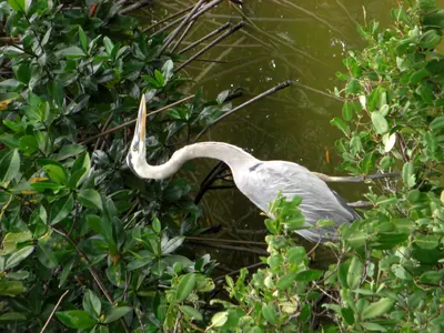 Isabela, Galápagos — 13 May 2007