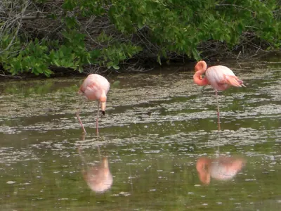 Isabela, Galápagos — 14 May 2007
