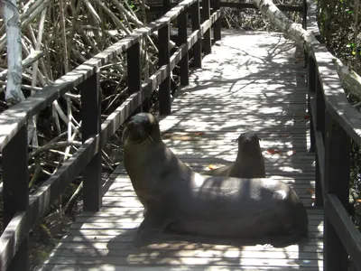Isabela, Galápagos — 14 May 2007