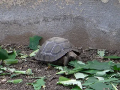 Santa Cruz, Galápagos — 16 May 2007