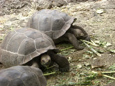 Santa Cruz, Galápagos — 16 May 2007