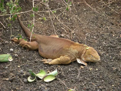 Santa Cruz, Galápagos — 16 May 2007