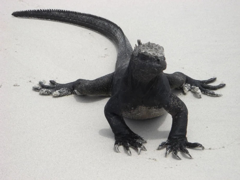 The Galápagos Islands — 7 May 2007