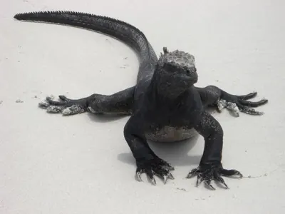 The Galápagos Islands — 7 May 2007