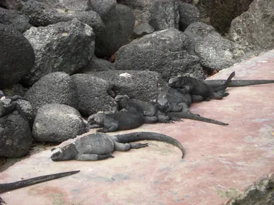 Isabela, Galápagos — 12 May 2007