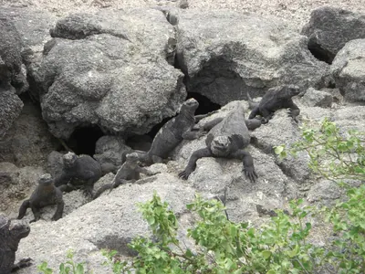 Isabela, Galápagos — 13 May 2007