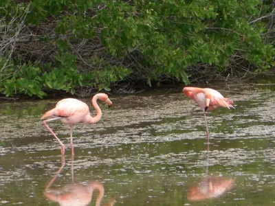 Isabela, Galápagos — 14 May 2007
