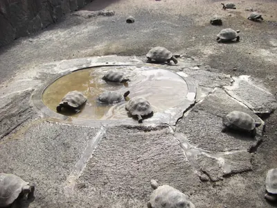 Isabela, Galápagos — 14 May 2007