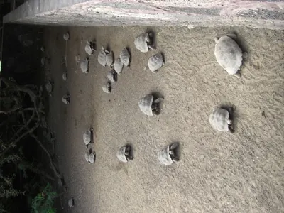Isabela, Galápagos — 14 May 2007