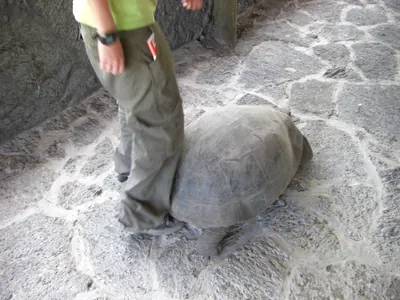 Isabela, Galápagos — 14 May 2007