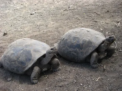Isabela, Galápagos — 14 May 2007
